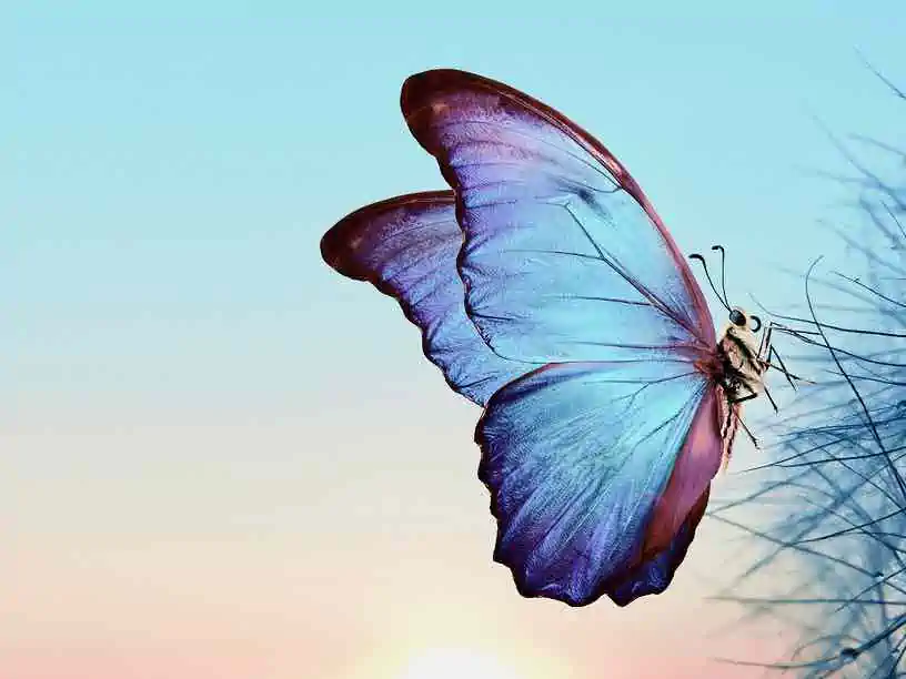 Blue butterfly on dandeloin facing right
