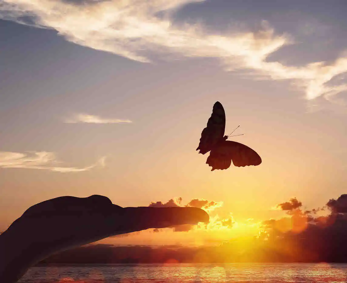 Butterfly released by hand in sundown