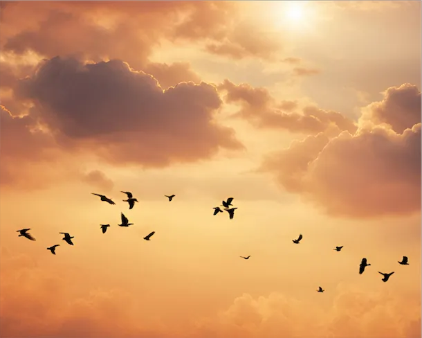 Flock of birds in peachy sky with clouds